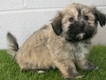 super sweet Havanese