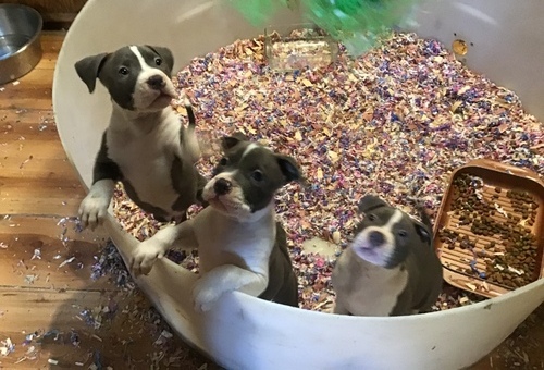 erguj AMERICAN PITBULL TERRIER... Image eClassifieds4u