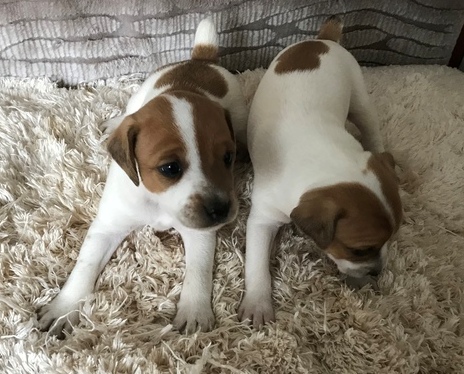 gfrty6 cute little Jack Russel totally Image eClassifieds4u