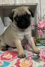 leash training Pug Image eClassifieds4U