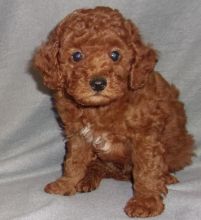 freyt54y Poodle Toy Image eClassifieds4U