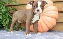 Pippa is a darling. Boston Terrier Image eClassifieds4U