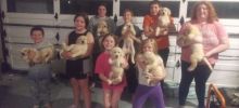 Raised beautiful Golden Retriever Image eClassifieds4U