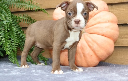 Pippa is a darling. Boston Terrier Image eClassifieds4u