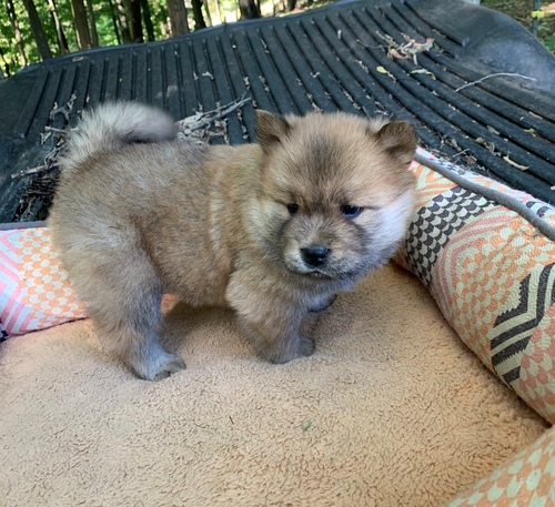 sdgtwre Chow Chow Image eClassifieds4u