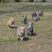 Blue nose American Pitbull terrier pups Available,