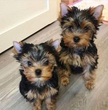 Lovely Face Yorkie Puppies