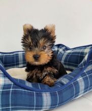 Male and Female Yorkie Puppies