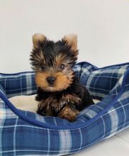 Very Tiny Teacup Yorkie Puppies Now Available(joshuabarker345@gmail.com )