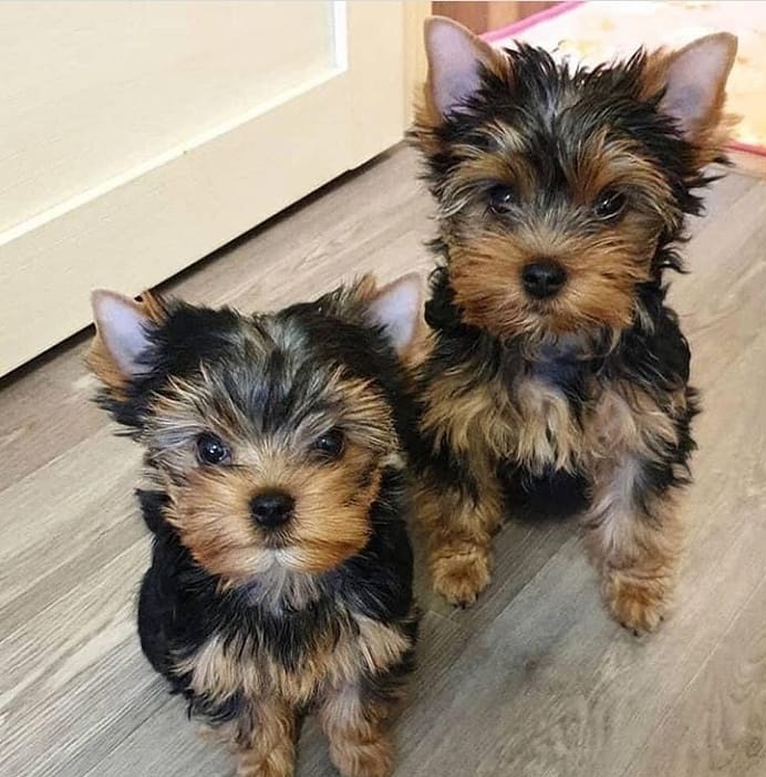 Lovely Face Yorkie Puppies Image eClassifieds4u