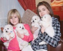 Snow white Bichon Frise Puppies available Image eClassifieds4U