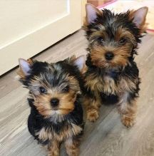 Male and Female Yorkie Puppies Image eClassifieds4u 2