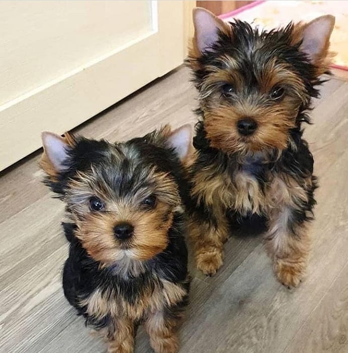 Super adorable Yorkie Puppies Image eClassifieds4u