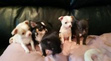 Gorgeous Apple head Teacup chihuahua puppies