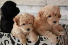 Accommodating Goldendoodle puppies ready