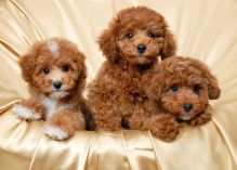 Beautiful Maltipoo puppies Available,