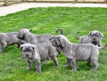 Blue Neapolitan Mastiff puppies Available