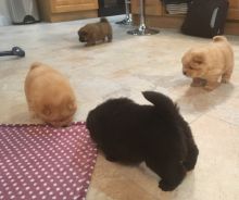 Cute Chow Chow Puppies Available,