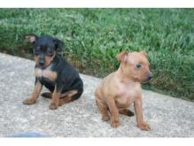 Miniature doberman pinscher puppies ready