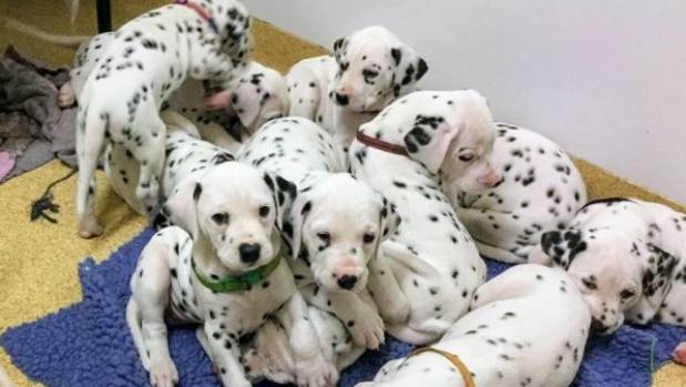 Beautiful Dalmatian Puppies available Image eClassifieds4u