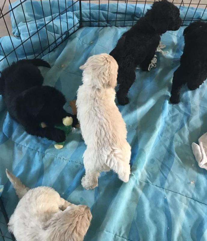 Goldendoodle Puppies available Image eClassifieds4u