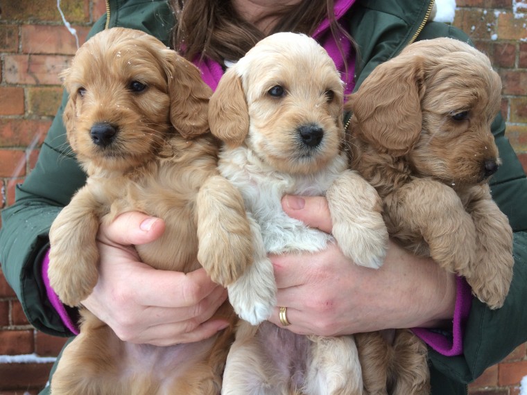 Labradoodle Puppies available Image eClassifieds4u