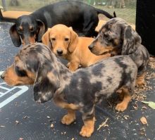 Smooth coat Dachshund Puppies available Image eClassifieds4U