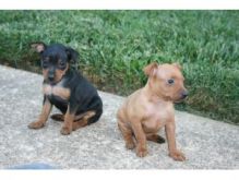 Adorable miniature doberman pinscher puppies ready