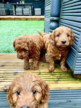 Adorable Toy Cavoodles puppies