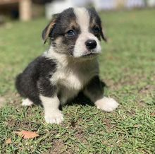 Available Pembroke Welsh Corgi puppies