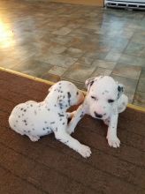 Beautiful Dalmatian Puppies available