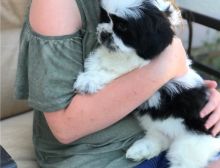 Beautiful Lhasa Apso Puppies Available