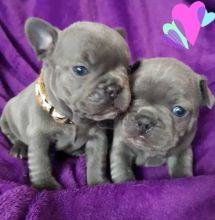 Blue French Bulldog Puppies