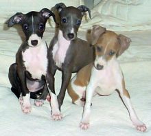 ITALIAN GREYHOUND PUPPIES