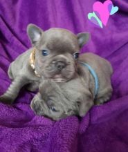 Lilac and tan,blue and tan French bulldog puppies