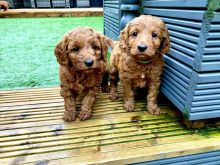 Quality Genuine First Generation TOY Cavoodles