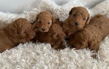 Red toy cavoodle puppies