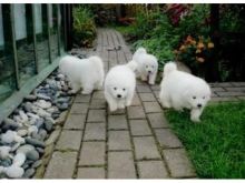 Snow white Samoyed Puppies available