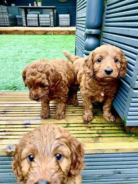 Adorable Toy Cavoodles puppies Image eClassifieds4u