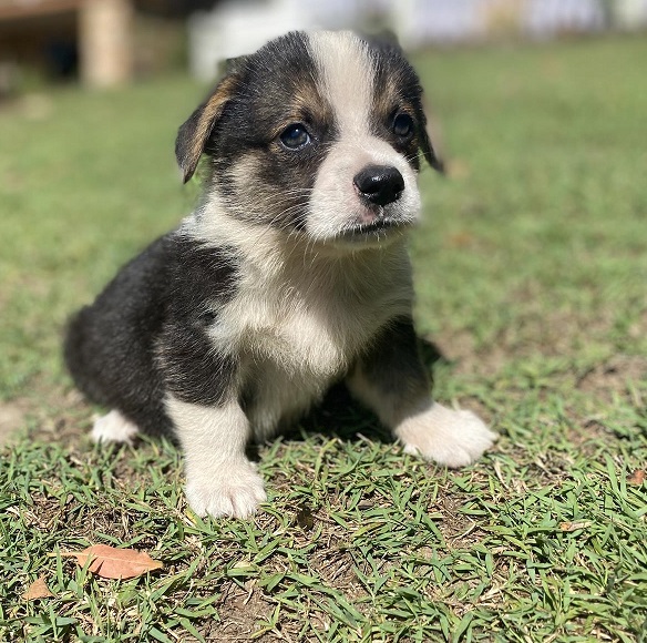 Available Pembroke Welsh Corgi puppies Image eClassifieds4u