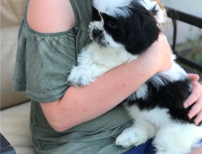 Beautiful Lhasa Apso Puppies Available Image eClassifieds4u