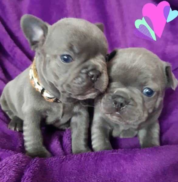 Blue French Bulldog Puppies Image eClassifieds4u