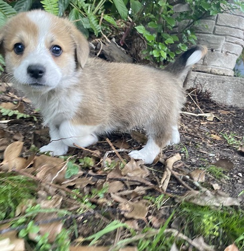 Gorgeous Corgi puppies Image eClassifieds4u