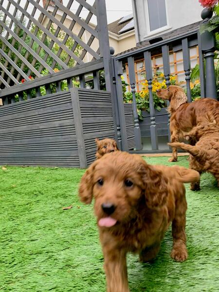 Gorgeous Toy Cavoodle Puppies Avail Image eClassifieds4u