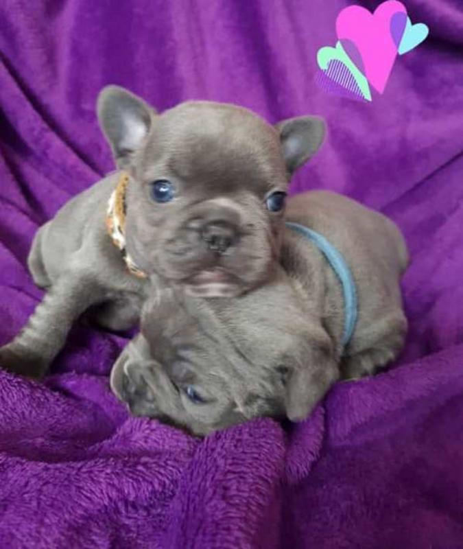 Lilac and tan,blue and tan French bulldog puppies Image eClassifieds4u