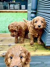 Adorable Toy Cavoodles puppies Image eClassifieds4U