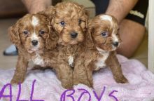 Cavoodle Puppies for Sale Image eClassifieds4U
