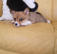 Charming Pembroke Welsh Corgi pups Image eClassifieds4U