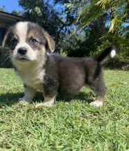 Gorgeous Corgi puppies Image eClassifieds4u 3