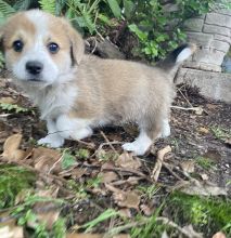 Gorgeous Corgi puppies Image eClassifieds4u 1